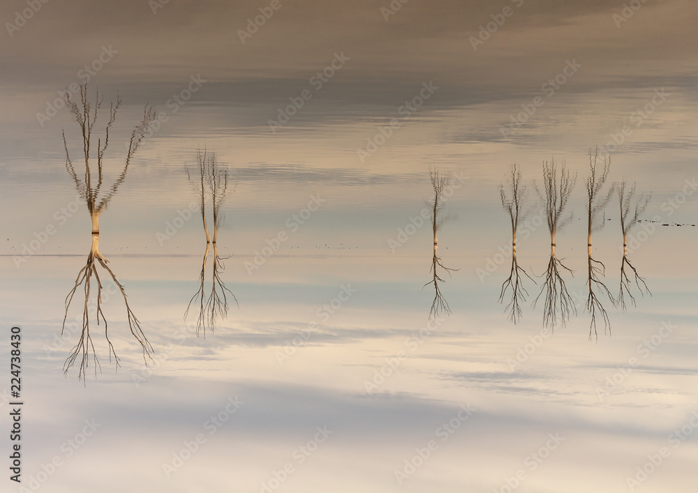 Obraz premium Dry trees submerged in the lake. The branches without leaves are reflected in the calm of the water.
