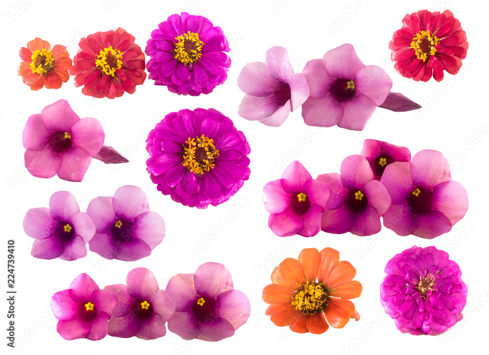Isolated flowers on the white background. It is a colorful of flower from Thailand.