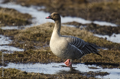 Oie à bec court,.Anser brachyrhynchus, Pink footed Goose, archipel du Spitzberg photo