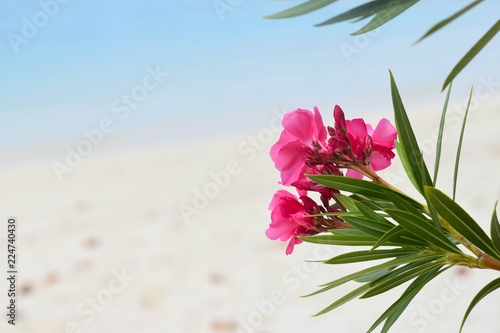 Pink Oleander flower with buds and leaves, next to a white sand beach on a island in the Maldives.