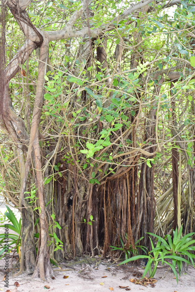Banyan tree roots, on a island in the Maldives, with a white sand background. Banyan tree roots, on a island in the Maldives, with a white sand background.