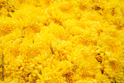 Fototapeta Naklejka Na Ścianę i Meble -  Selective focus  beautiful chrysanthemums flowers texture background. Gardening, botany, florist, texture and flora concept.