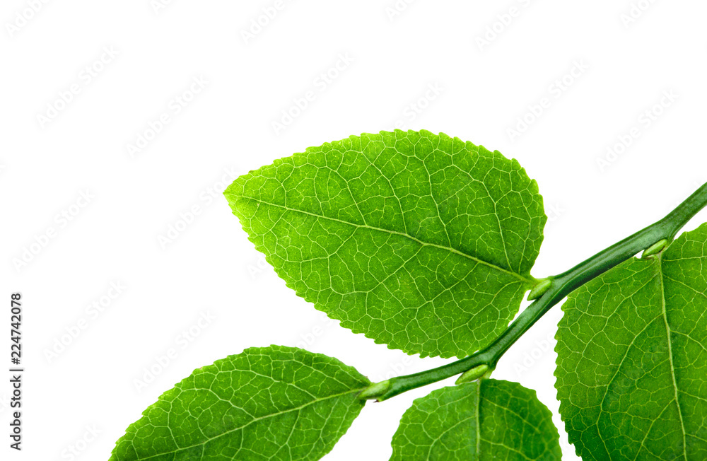 Fototapeta premium Macro shot of a branch of a bilberry bush leaf