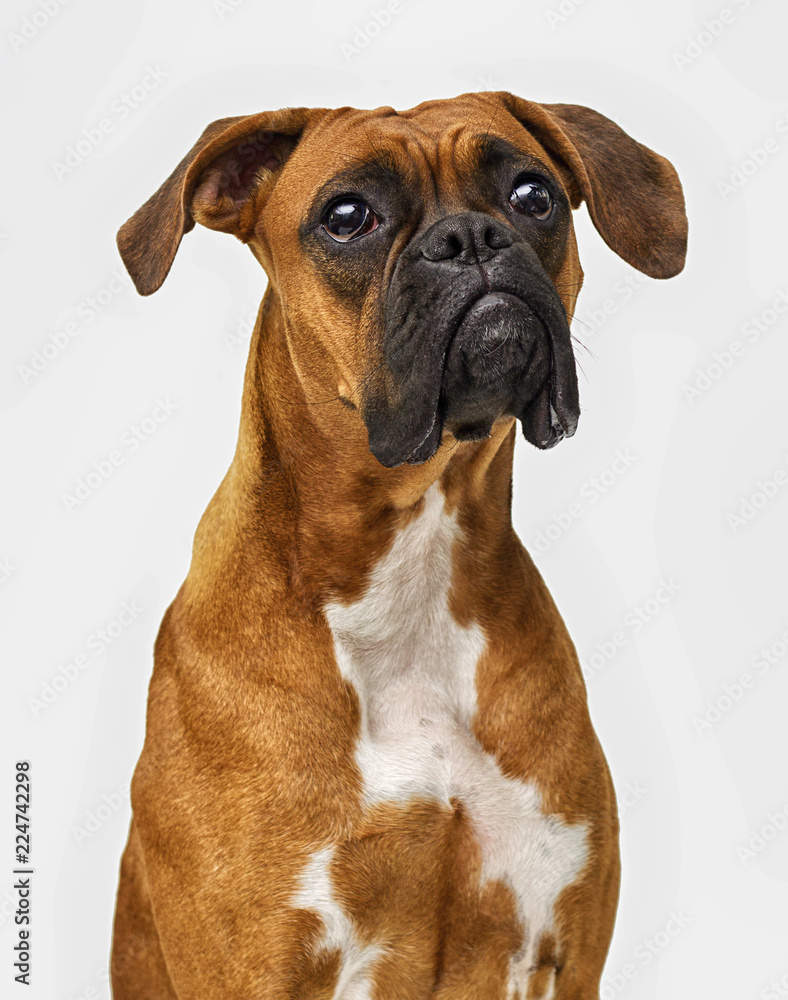 dog breeder boxer