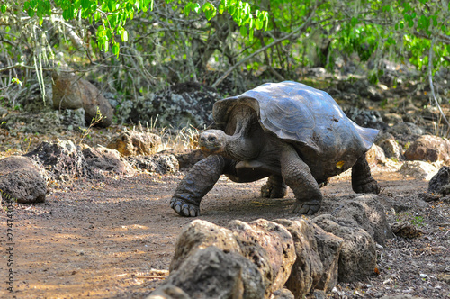 Photography Galapagos Tortoise