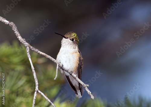 Broad-Tailed Hummingbird photo