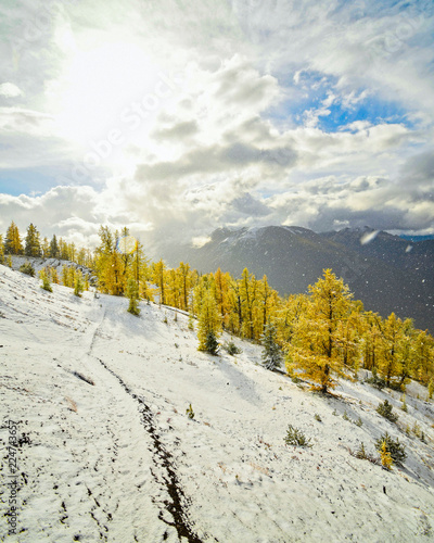 Autumn Larch in the Purcell Mountains, British Columbia, Canada photo