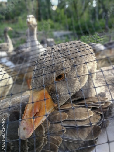 Grey goose in cage. Goose behind the fence. Greylag goose in captivity.