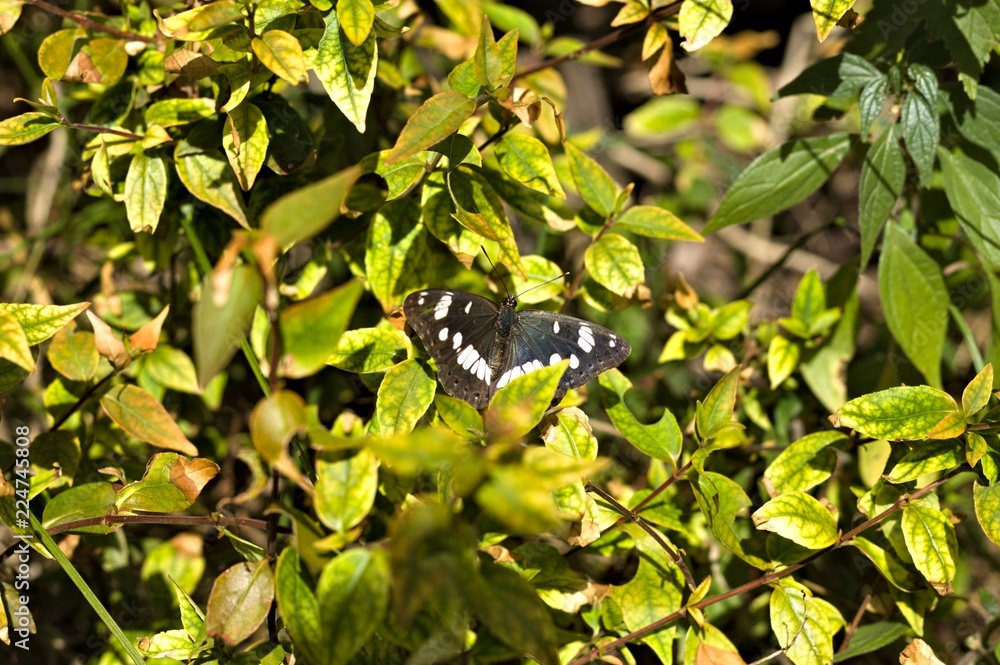 Black and white butterfly on the plant leaves (Marche, Italy, Europe) Black and white butterfly on the plant leaves (Marche, Italy, Europe)