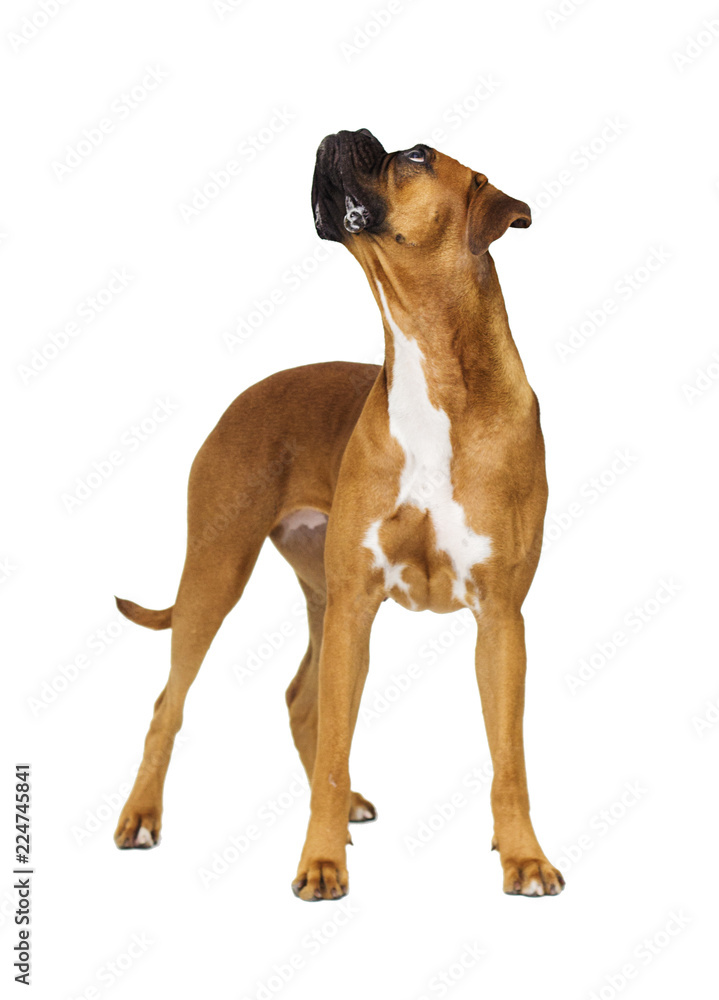 dog of the breed boxer