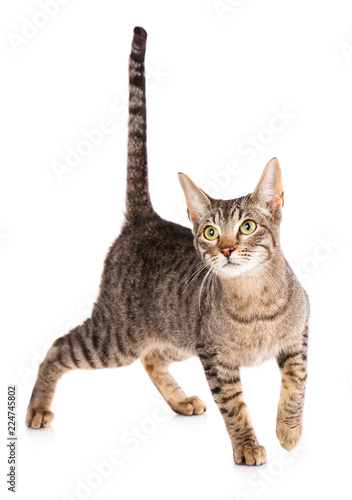 Animal, cat, pet concept - Serengeti breed cat