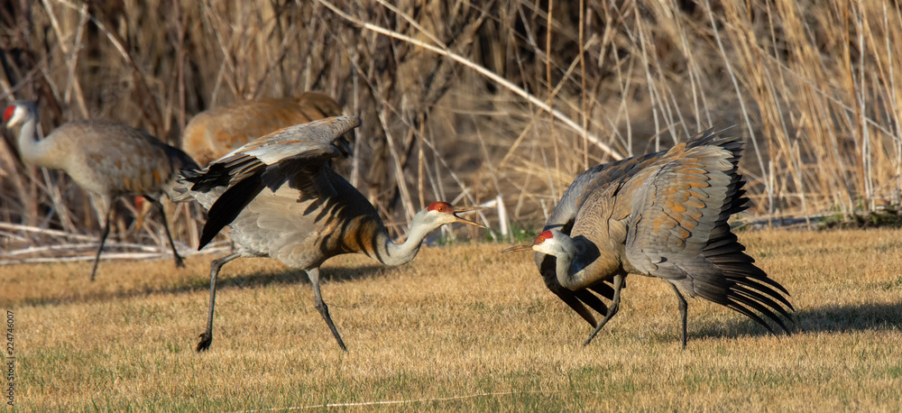 Fototapeta premium two sandhill cranes displaying