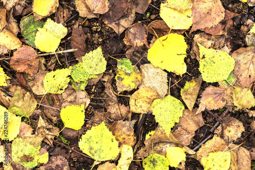 Ttree leaves in autumn forest for background photo