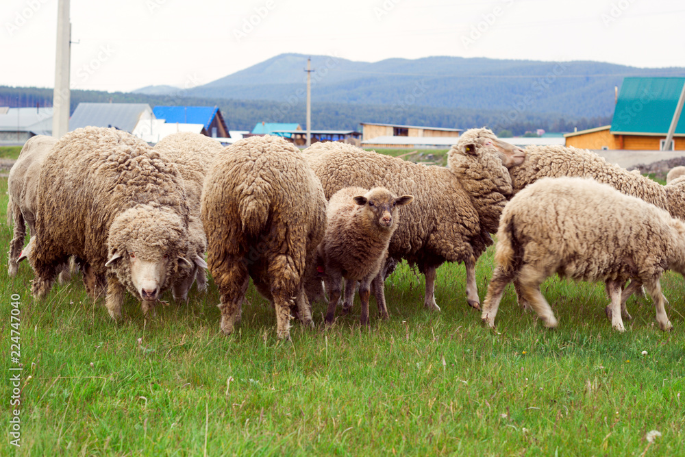 herd of sheep grazing on a meadow herd of sheep grazing on a meadow