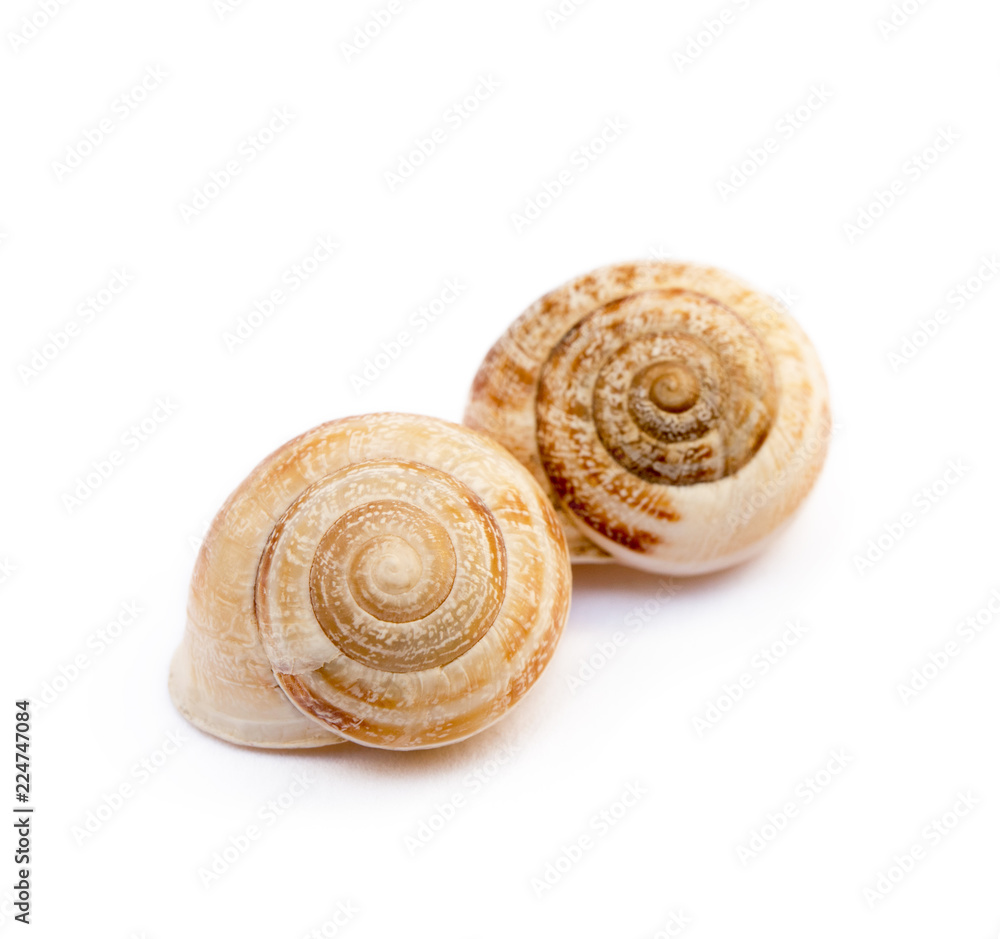 Exotic sea snail isolated on white background Exotic sea snail isolated on white background
