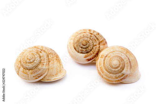 Exotic sea snail isolated on white background
