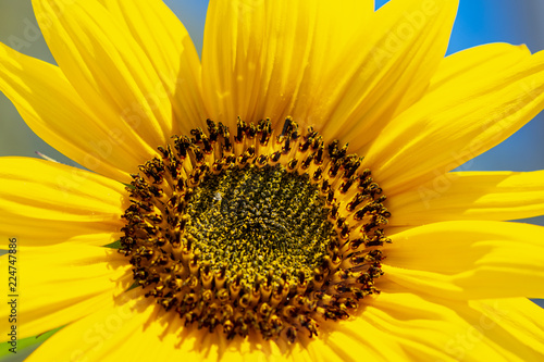 Fototapeta Naklejka Na Ścianę i Meble -  Close-up of a bright yellow sunflower (Helianthus annuus)