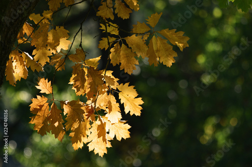 Golden Fall / Autumnal Oak Leaves 