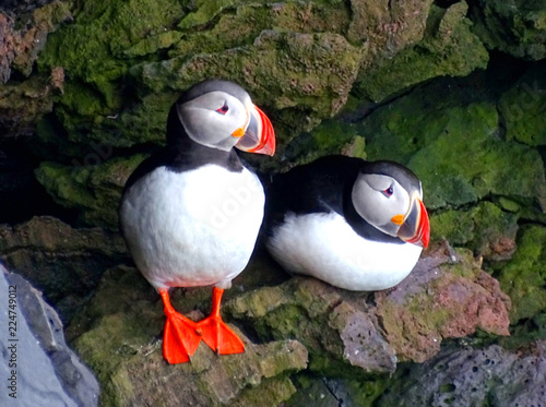 Two puffins sitting on the rock