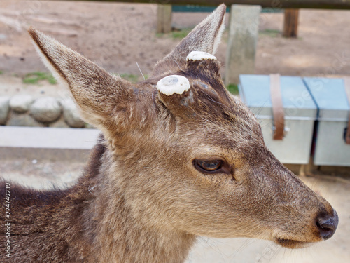 Closeup of the face and antlers of a young sika deer (Cervus nippon) at Nara Park on a sunny spring day. Nara, Japan. Travel and tourist attractions. photo