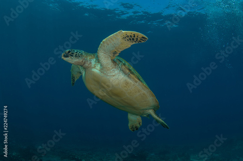 Green sea turtle, Chelonia Mydas.