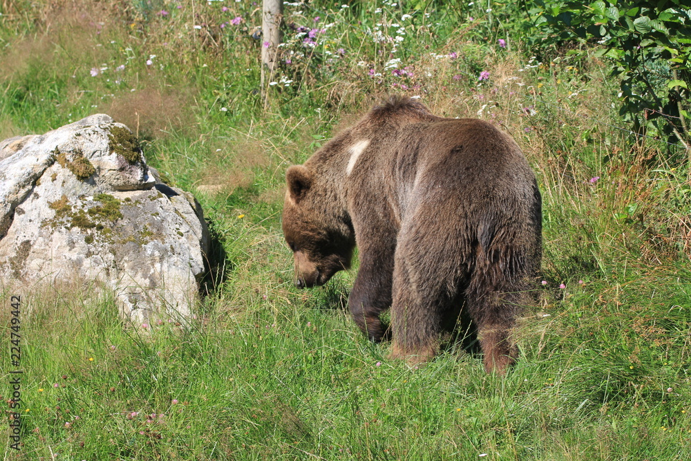 Ours des Pyrénées Ours des Pyrénées