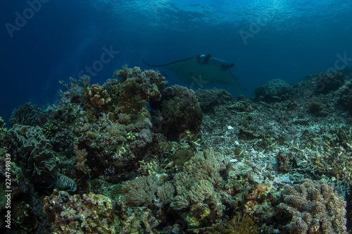 The Reef Manta Ray, Manta Alfredi. © Krzysztof Bargiel