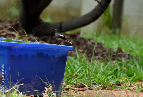 Oriental Magpie  Robin photo