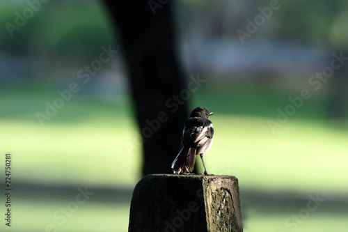 Oriental Magpie Robin photo