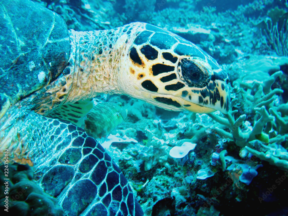 Fototapeta premium Close up photo of a sea turtle. The photo is in yellow and blue colors. the part of fin is appeared. 