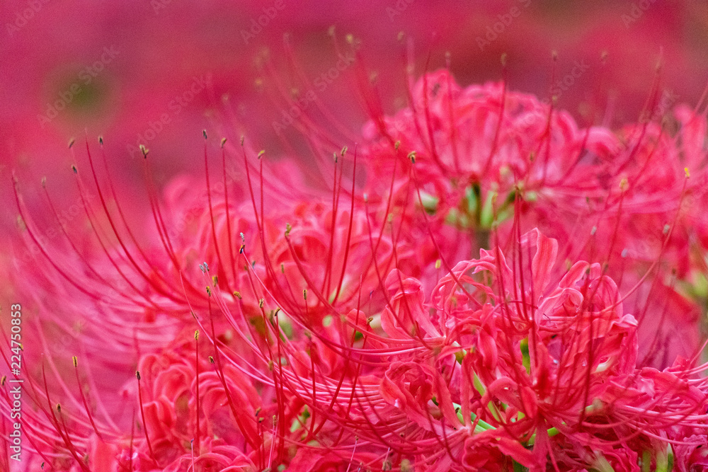 A cluster amaryllis at Gongendo Park in Satte City, Saitama Prefecture, Japan A cluster amaryllis at Gongendo Park in Satte City, Saitama Prefecture, Japan