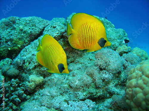 Closeup photo of two butterfly fishes . They are among the coral in wildlife. 
