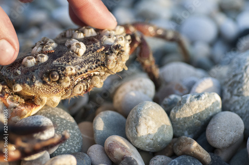 Macrophotography of sea crab covered with shells. photo