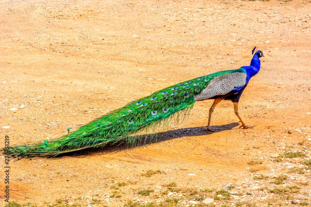 Fototapeta premium PeacPeacock photographed from behind with colourful tail in foreground and head in profile in backgrounock photographed from behind with colourful tail in foreground and head in profile in background.