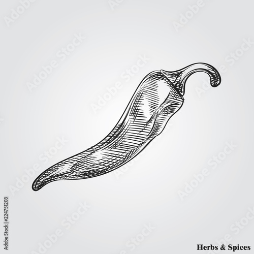 Hand drawn chili pepper. Herbs and Spices in sketch style, vector illustrator.