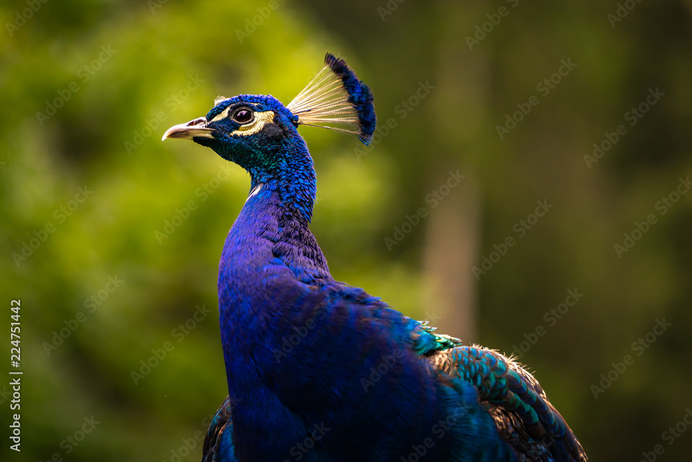 Obraz premium Beautiful majestic male peacock