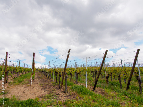Wide view of rows of grapevines on hilltop vineyard, dramatic cloudy skies. Turckheim, Alsace Wine Route, France. Travel and agriculture.