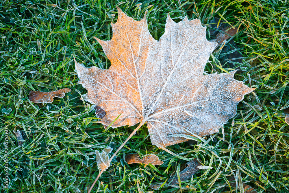 Frozen autumn maple leafs. Hoar-frost. Top view, copy space. Frozen autumn maple leafs. Hoar-frost. Top view, copy space.