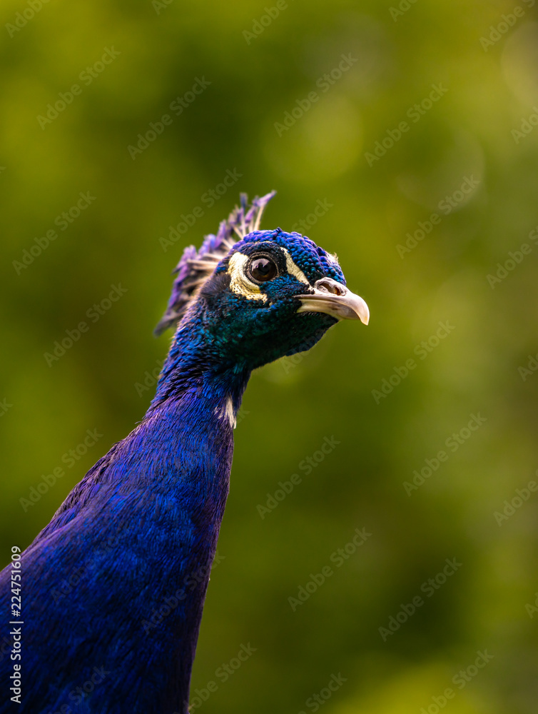 Obraz premium Beautiful majestic male peacock