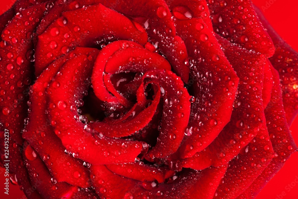 Closeup of red rose with water droplets Closeup of red rose with water droplets