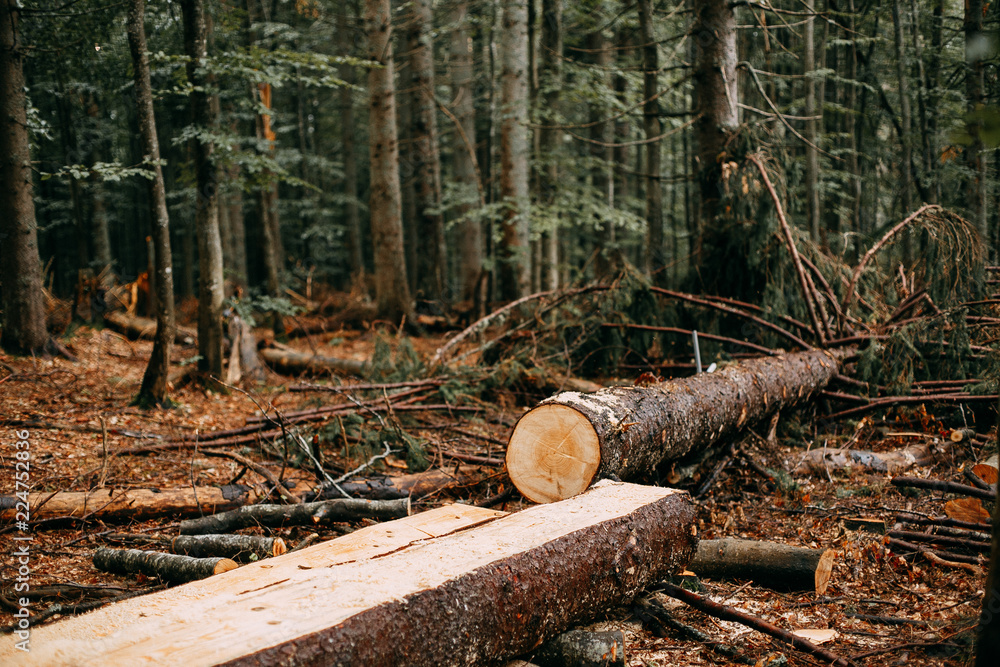 wooden logs in the forest wooden logs in the forest