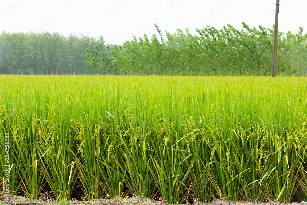 Obraz premium grass on a background of blue sky
