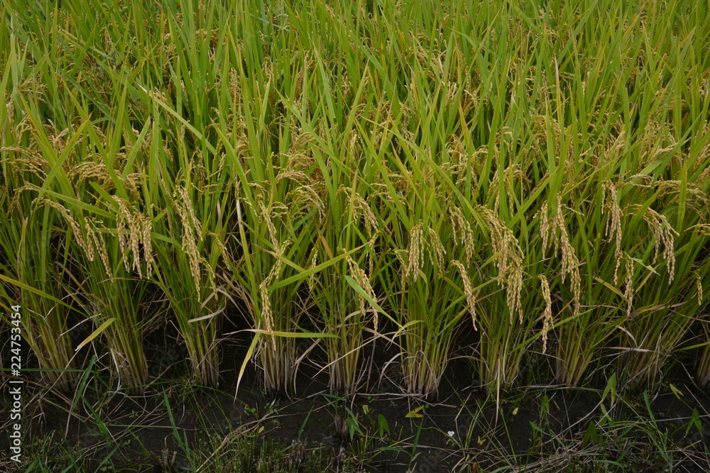 Fototapeta premium Rice cultivation and growth