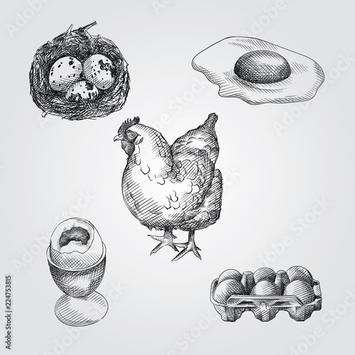 Hand Drawn eggs Sketches Set. Collection Of quail eggs, chicken eggs and a hen Sketches isolated on white background