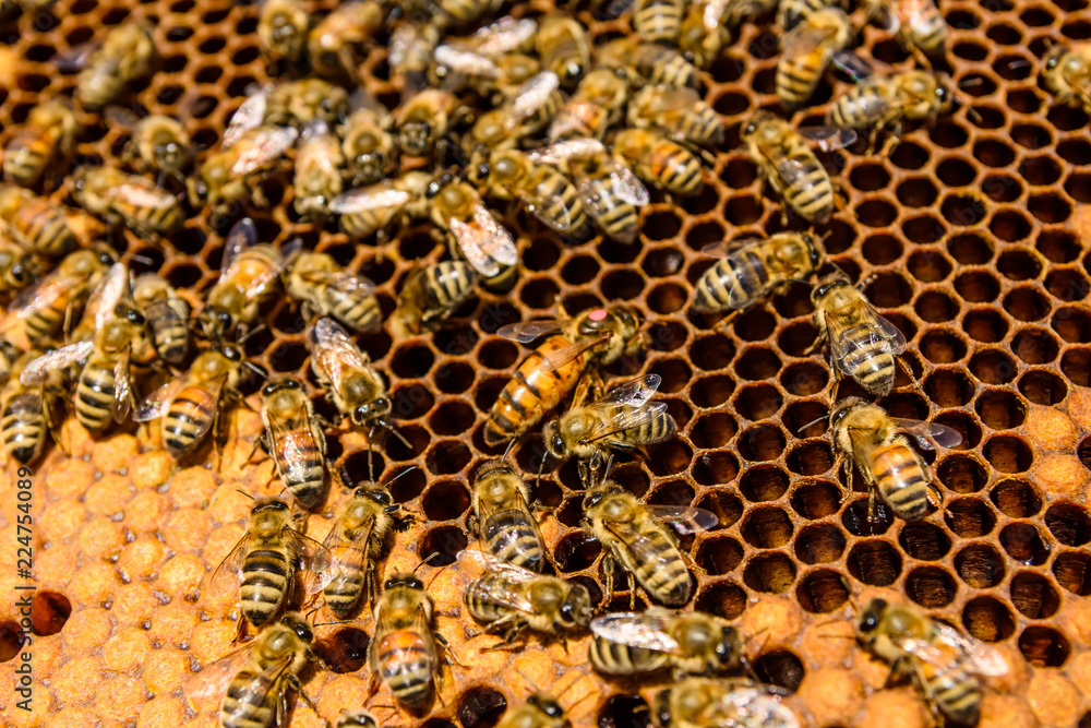 Bees on the honeycomb. Apicultural concept. Closeup Bees on the honeycomb. Apicultural concept. Closeup