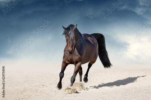Stallion in motion in desert dust against beautiful sky
