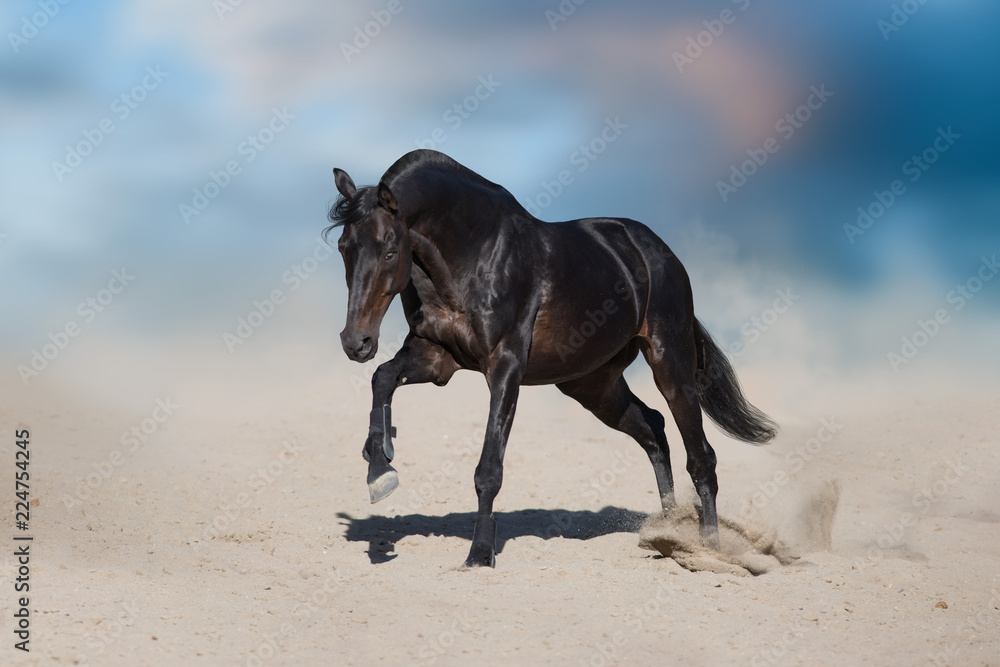 Stallion in motion in desert dust against beautiful sky Stallion in motion in desert dust against beautiful sky