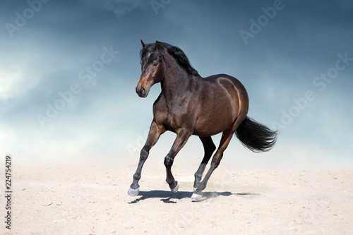 Stallion in motion in desert dust against beautiful sky
