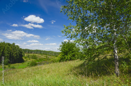 Sunny summer landscape with green hills birch tree and beautiful woods on a nice day.