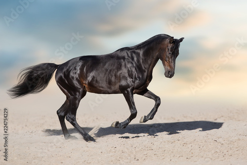 Wallpaper Mural Stallion in motion in desert dust against beautiful sky Torontodigital.ca